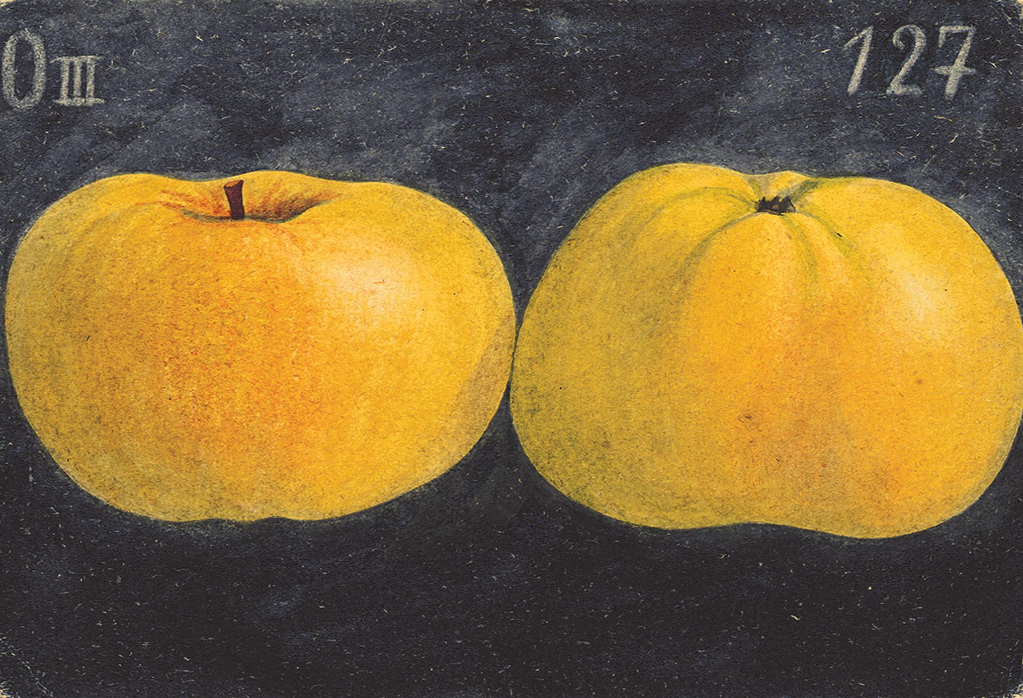 renette showing two yellow apples