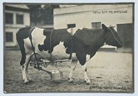 black and white picture of a cow with milking machine